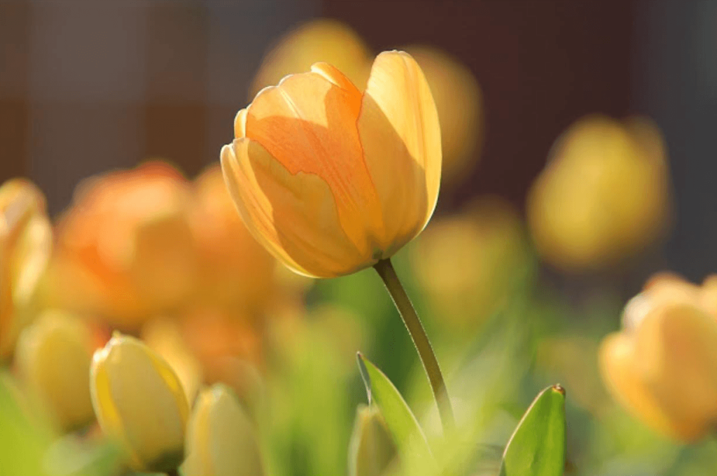 spring flowers in san diego